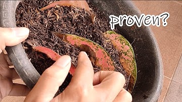 Possible? Propagating Aglaonema Pink by Leaf in simple way Learn from youtube tutorial | 2