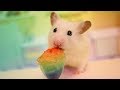 🐹 Hamster eats a rainbow slushie 🌈