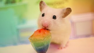 🐹 Hamster eats a rainbow slushie 🌈