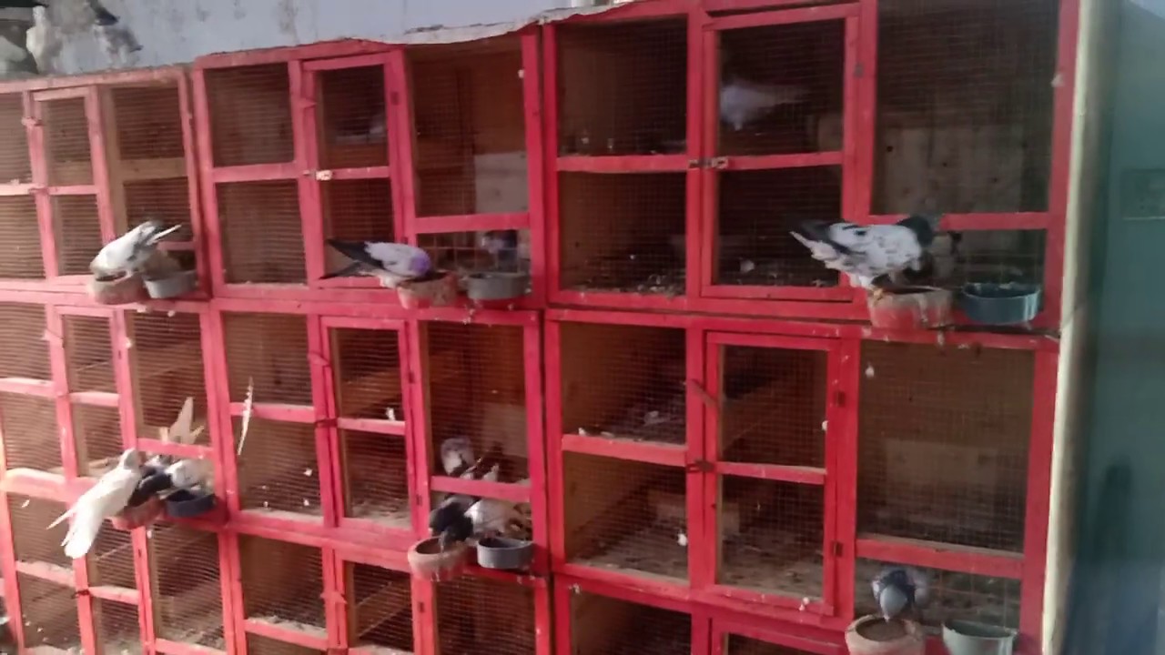 pigeon breeding setup YouTube