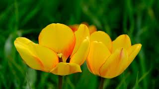 Flower, tulip, yellow free stock video. Free for use & download.