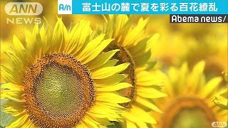 色とりどり・・・百日草とひまわり　富士のふもとで満開(18/08/04)