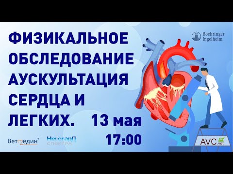 Физикальное обследование, аускультация сердца и легких (А.Г. Комолов)