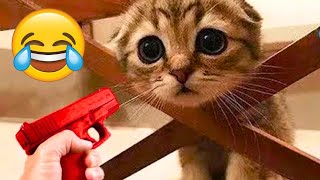 Try Not To Laugh 😂 New Funny Cats And Dogs Videos 😹🐶 2024 Part 4