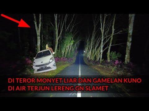 Kicauan burung murai batu dan suara air mengalir untuk terapi susah tidur atau untuk burung stres