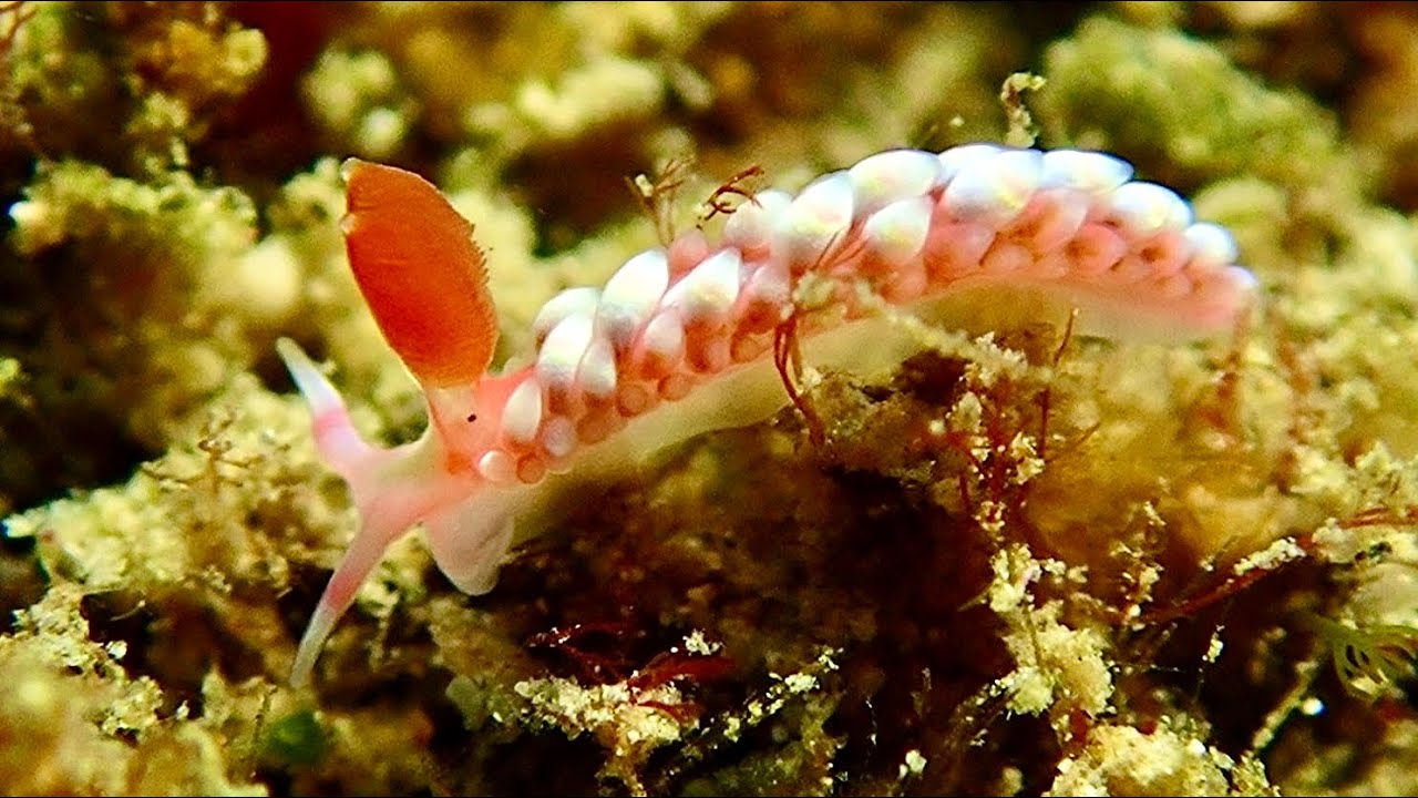 Falling down the fantastic colorful nudibranch rabbit hole