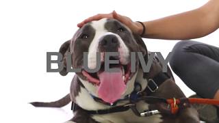 Adopt Blue Ivy at NKLA
