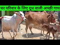 घर परिवार के लिए दुध वाली गाय ऐसी लो | Desi Cow Mandi | Chausa Mandi 2023 | Cow Video