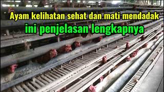 Peternak Wajib Tau!! Penyebab ayam kelihatan sehat dan mati mendadak
