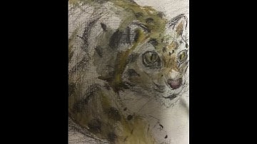 Clouded Leopard Speed Draw