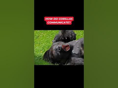 how do gorillas communicate...🦍 #shorts - YouTube