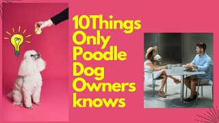 10 things only poodle dog owner knows #interesting facts# Dog breed