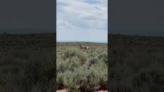 Stare down with a pronghorn