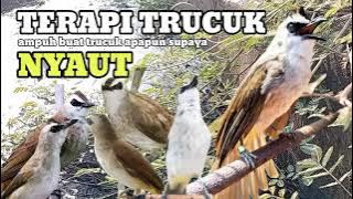 trucukan gacor TARUNG ROPEL PANJANG pancingan trucukan agar bunyi jadikan burung trucuk gacor NYAUT