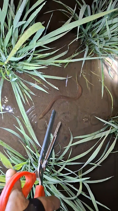 to drill eel with a captain