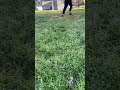 Top bins