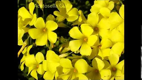 Cosa vuol dire acetosella?