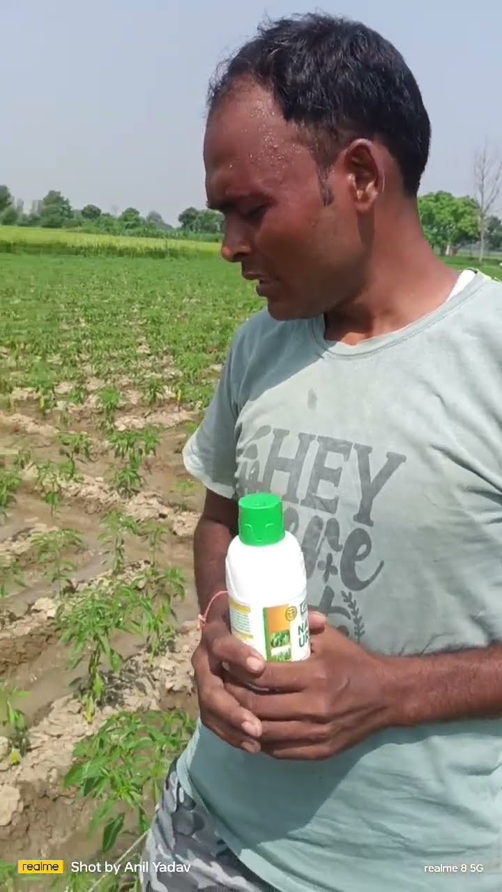 यूपी के बदायूं में रहने वाले किसान ने मिर्च की खेती के लिए कौन सी खाद बताई जरूरी | वनइंडिया हिंदी