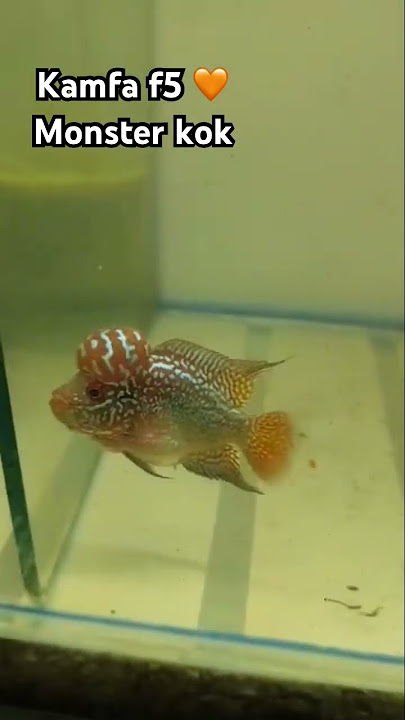 Kamfa f5🧡 #foryou #karanaujla#music #aquarium #flowerhorn #flowers #guppy #fishtank #reels