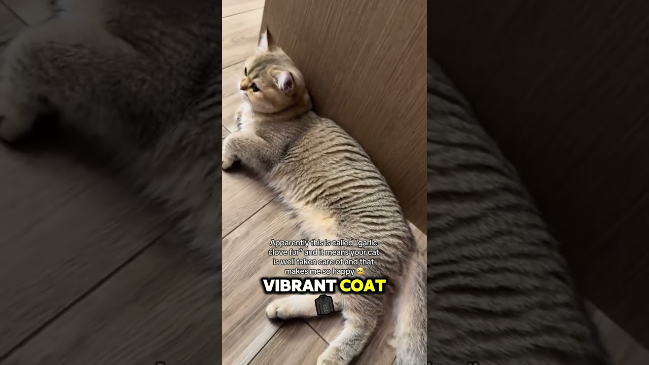 The Secret Behind a Cat’s Shiny Fur… Revealed! 