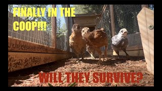 CHICKENS FINALLY MOVE INTO THE COOP!!!