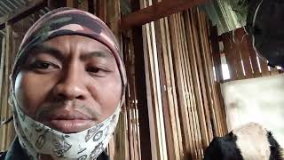 CARA OBATI KAMBING LUMPUH