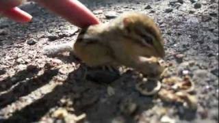 Baby Chipmunk