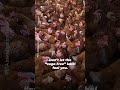 THIS Is What “Cage-Free” Can Look Like?! 😳