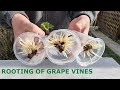 Rooting Of Cuttings Of Vines In Air And Water