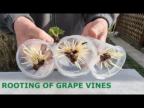 Video: Beschneiden von Muscadine-Trauben: Lernen, eine Muscadine-Weinrebe zu trimmen