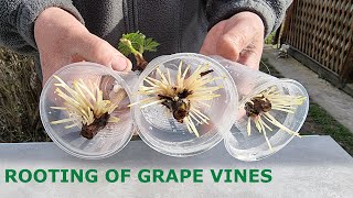 Rooting of Cuttings of Vines in Air and Water