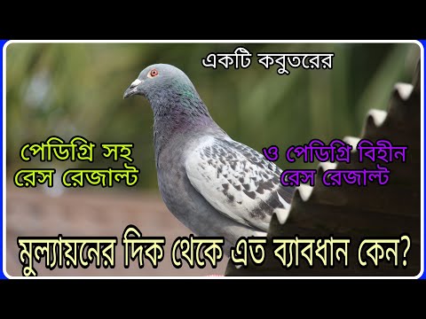 ভিডিও: পিডিগ্রি এবং নন পেডিগ্রি কী?