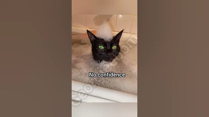Video 11415801: funny cat shower
