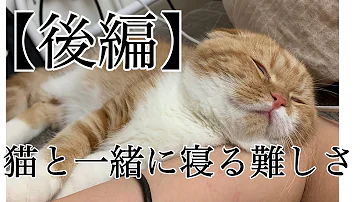 تحميل き にゃ こ