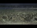 TRAILER - Reindeer
