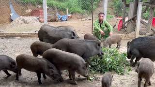 Renovate the house grounds, cut weeds for wild boar and take comprehensive care