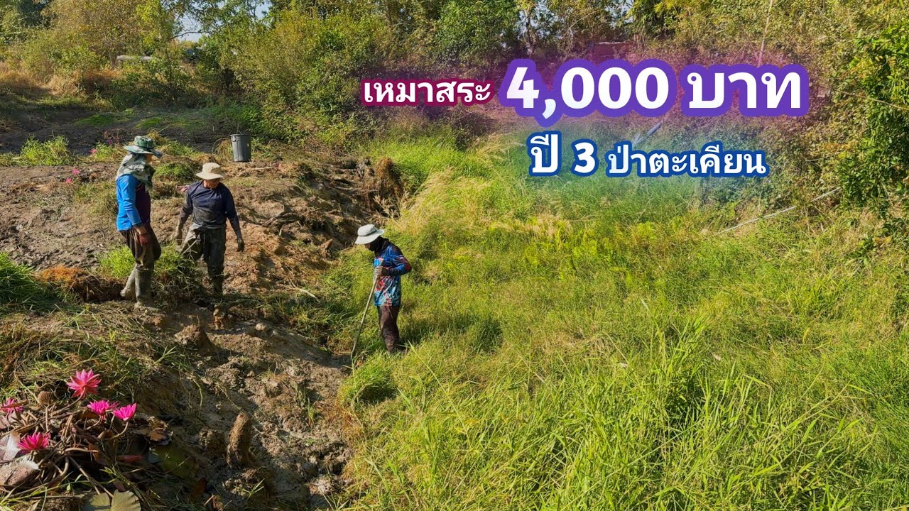 เหมาสระ 4,000 บาท ดงต้นตะเคียน ปี 3 อะไรมันจะตัวใหญ่สะใจขึ้นทุกปีขนาดนี้ / บ้านนอก EP.841