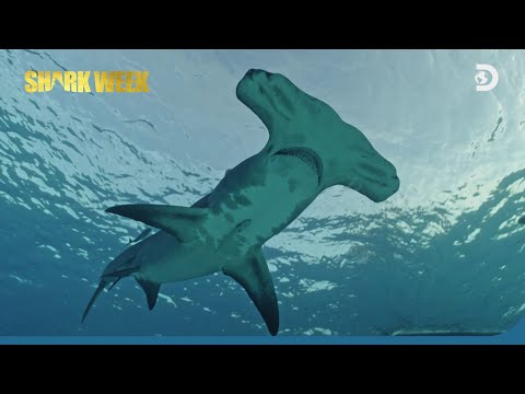 Video: Kad ir 2021. gada atklājumu haizivju nedēļa?