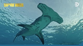 Shark Week with Jason Momoa | Discovery Channel Southeast Asia