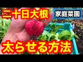 二十日大根の育て方・太らせ方（ラディッシュ）膨らまないで困っている方！育たない方！家庭菜園でのはつか大根の栽培ポイント・コツ