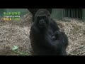 【東山動植物園公式】2012.11.1ニシゴリラ：キヨマサ誕生《 ニシゴリラ ゴリラ 》
