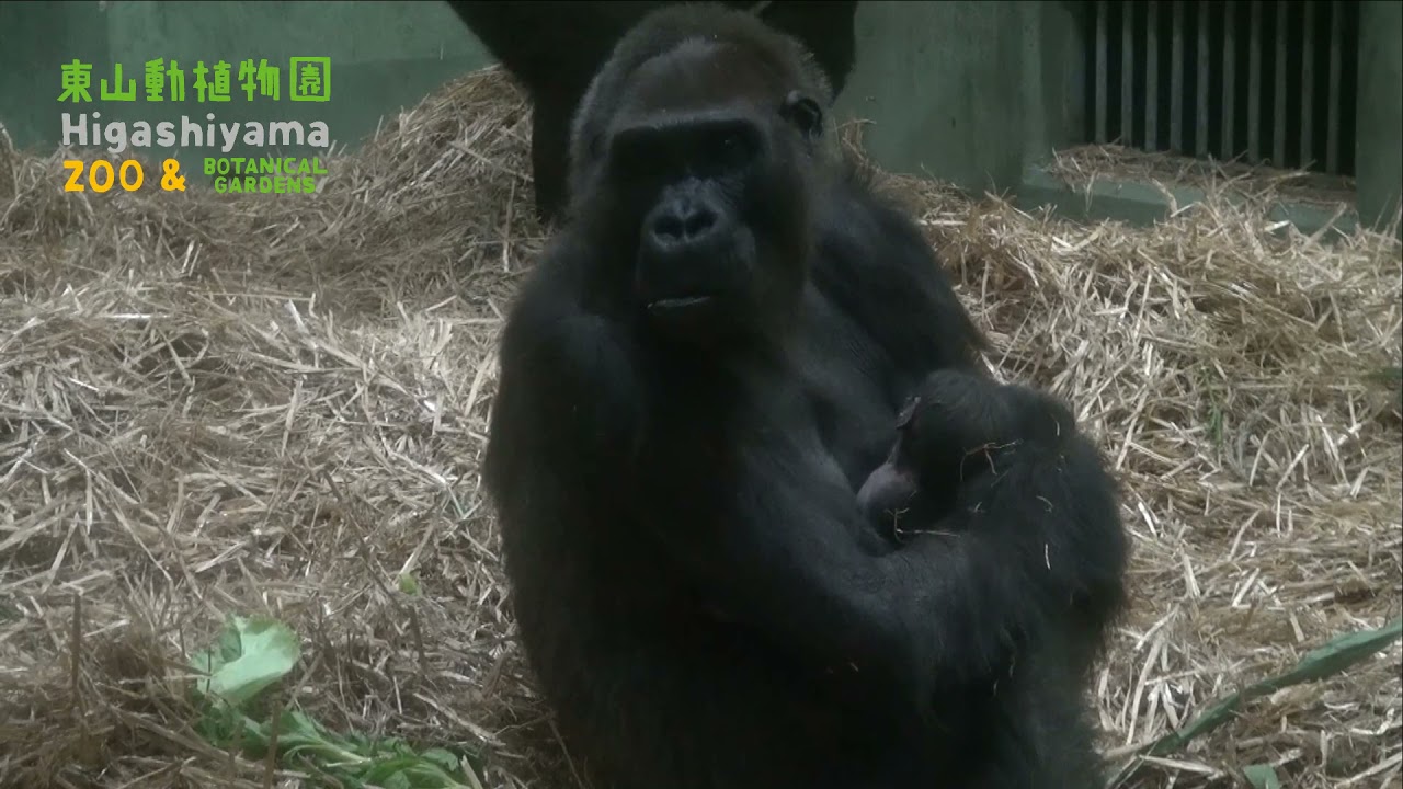 東山動植物園公式】2012.11.1 ニシローランドゴリラ：キヨマサ誕生