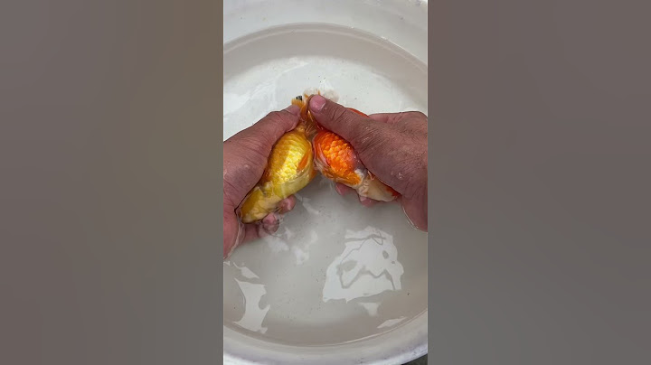 Goldfish Hand Breeding #goldfishbreed #ranchu
