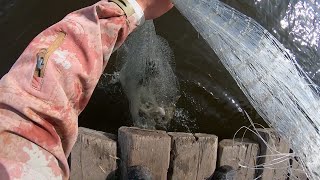 видео: ОТ ТАКИХ ПОДЪЁМОВ ТРЕЩАЛА СЕТЬ, Я ДУМАЛ ОНИ МНЕ ЕЁ РАЗОРВУТ)) КАСТИНГОВАЯ СЕТЬ КОТОРАЯ ЛОВИТ РЫБУ!!! картинка: ОТ ТАКИХ ПОДЪЁМОВ ТРЕЩАЛА СЕТЬ, Я ДУМАЛ ОНИ МНЕ ЕЁ РАЗОРВУТ)) КАСТИНГОВАЯ СЕТЬ КОТОРАЯ ЛОВИТ РЫБУ!!!