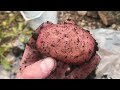 Surprising Potato Reveal | Sarpo Mira in a 10l container 😃💚🙏✨🥔🔥#regenerativesoil #potatoreveal