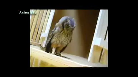 Predator Prey Relationships in and Ecosystem