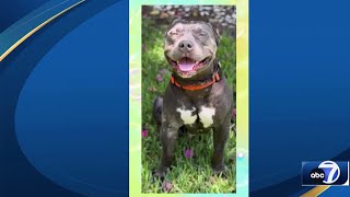 Dog doing better after he was abused and neglected in Golden Gate Estates