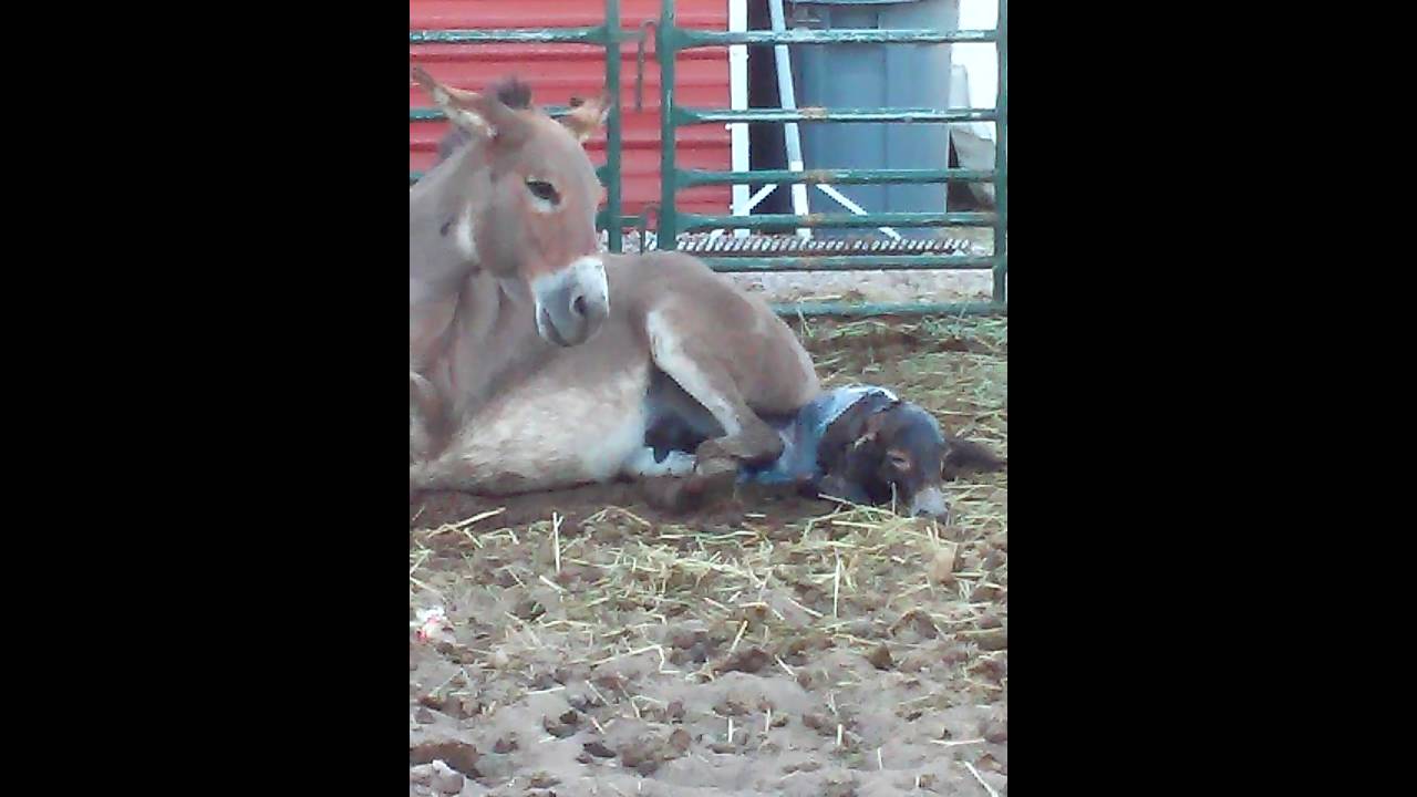 Our Donkey Giving Birth To Baby Girl Lucy Youtube