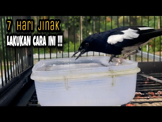 CARA MENJINAKAN BURUNG KACER DENGAN CEPAT DALAM WAKTU 7 HARI class=