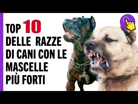 Video: 9 delle razze di cani più maliziosi